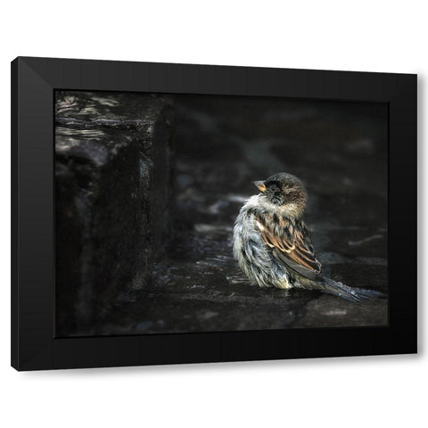 the Wall Black Modern Wood Framed Art Print by Droste, Holger