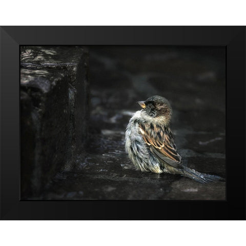 the Wall Black Modern Wood Framed Art Print by Droste, Holger