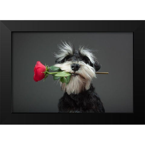 Tango Dancer Black Modern Wood Framed Art Print by Mahmutovic, Adnan