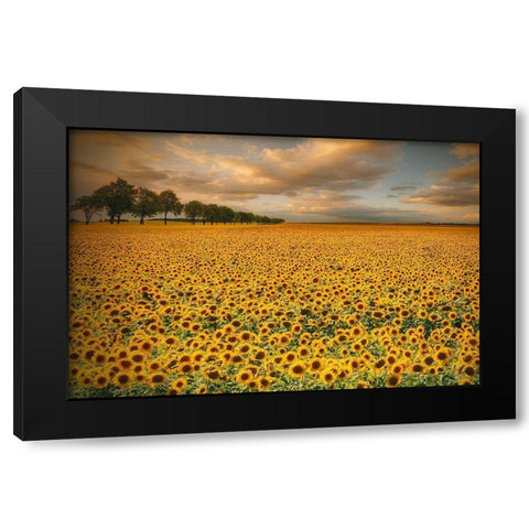 Sunflowers Black Modern Wood Framed Art Print with Double Matting by Krol (Bax), Piotr