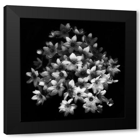Early Sensation Black Modern Wood Framed Art Print with Double Matting by Depaepe, Yvette