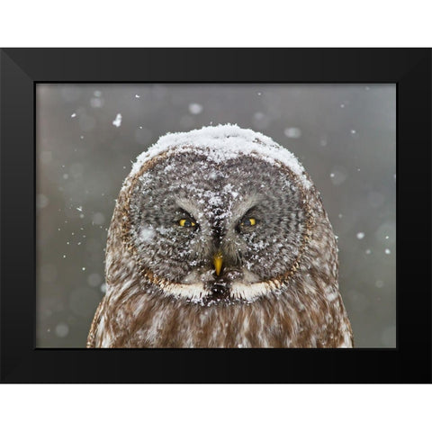 Great Grey Owl Winter Portrait Black Modern Wood Framed Art Print by Costina, Mircea
