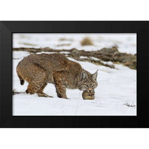 Bob the cat Black Modern Wood Framed Art Print by Verdon