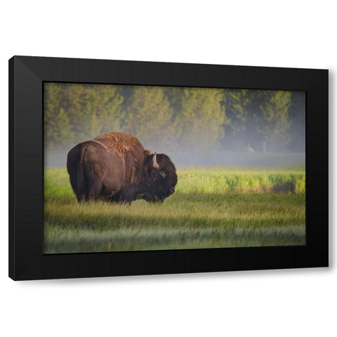 Bison in Morning Light Black Modern Wood Framed Art Print by Biswas, Sandipan