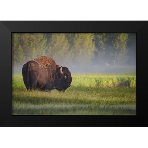 Bison in Morning Light Black Modern Wood Framed Art Print by Biswas, Sandipan