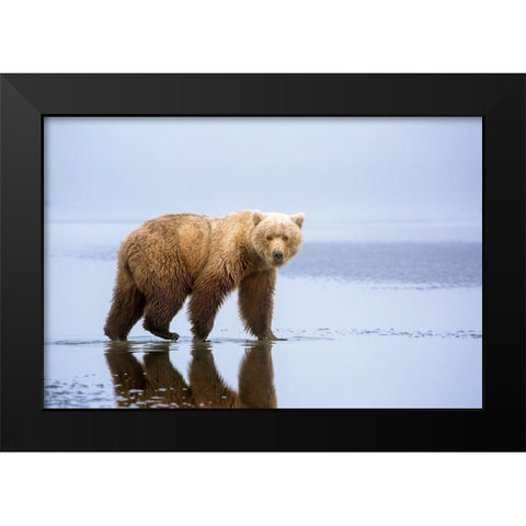 The Bear Walk Black Modern Wood Framed Art Print by Doyle, Renee