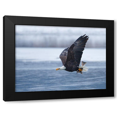 Bald Eagle Black Modern Wood Framed Art Print with Double Matting by Waldmann, Shlomo