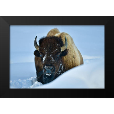 Winter Bison Black Modern Wood Framed Art Print by Suradji, Surjanto