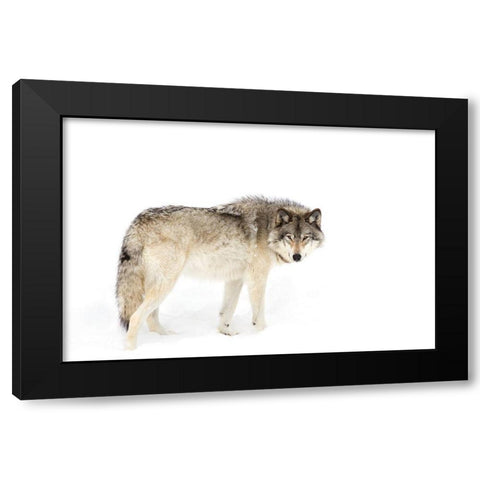 Canadian Timber wolf walking through the snow Black Modern Wood Framed Art Print with Double Matting by Cumming, Jim