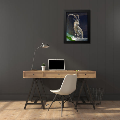 Nubian Ibex Male Black Modern Wood Framed Art Print by Fitzharris, Tim