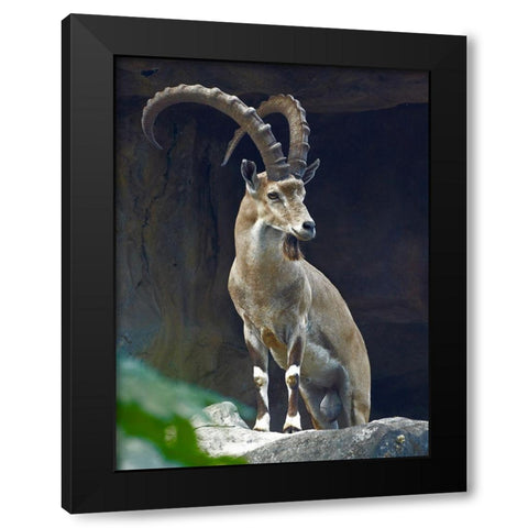 Nubian Ibex Male Black Modern Wood Framed Art Print by Fitzharris, Tim