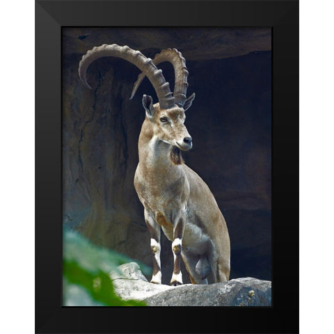 Nubian Ibex Male Black Modern Wood Framed Art Print by Fitzharris, Tim