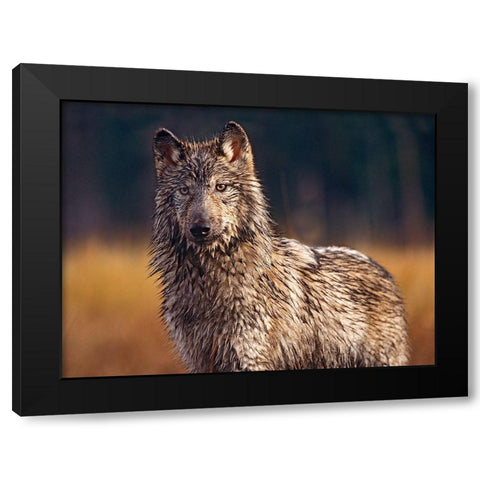 Gray wolf Black Modern Wood Framed Art Print with Double Matting by Fitzharris, Tim