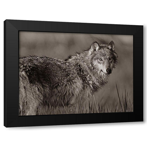 Gray wolf in marsh Sepia Black Modern Wood Framed Art Print with Double Matting by Fitzharris, Tim
