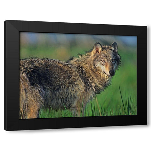Gray wolf in marsh Black Modern Wood Framed Art Print with Double Matting by Fitzharris, Tim