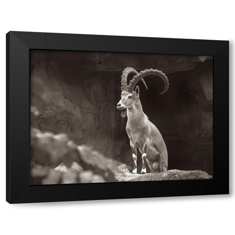 Nubian Ibex Sepia Black Modern Wood Framed Art Print with Double Matting by Fitzharris, Tim
