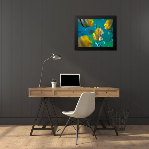 Blacklip Butterflyfish-Parrotfish-Sergeant Major Fish-Negros Oriental-Philippines Black Modern Wood Framed Art Print by Fitzharris, Tim