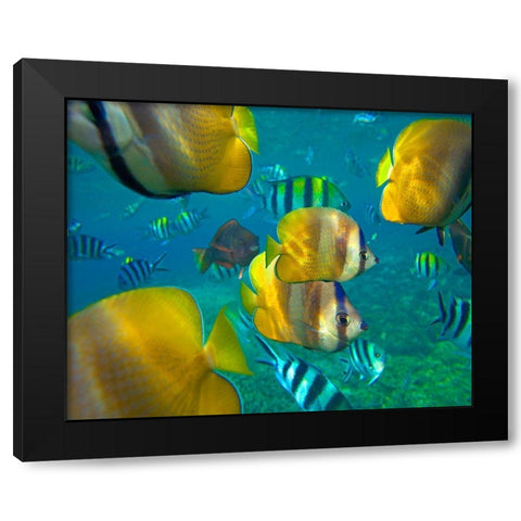 Blacklip Butterflyfish-Parrotfish-Sergeant Major Fish-Negros Oriental-Philippines Black Modern Wood Framed Art Print with Double Matting by Fitzharris, Tim