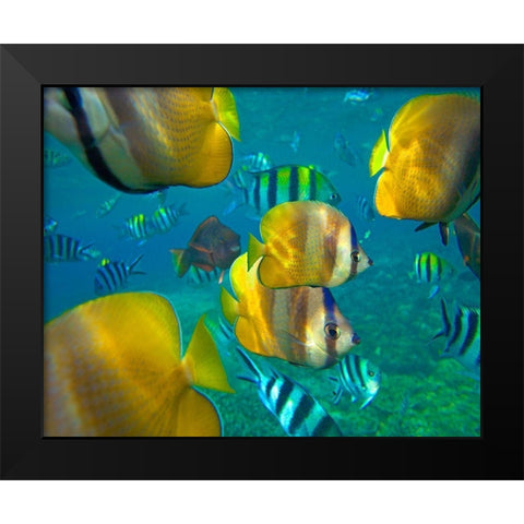 Blacklip Butterflyfish-Parrotfish-Sergeant Major Fish-Negros Oriental-Philippines Black Modern Wood Framed Art Print by Fitzharris, Tim