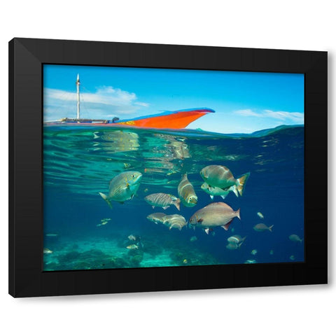 Rudder fish-Negros Oriental-Philippines Black Modern Wood Framed Art Print by Fitzharris, Tim
