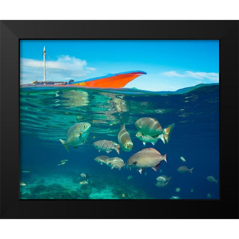 Rudder fish-Negros Oriental-Philippines Black Modern Wood Framed Art Print by Fitzharris, Tim