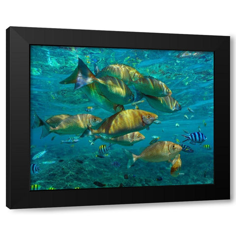 Rudder fish-Negros Oriental-Philippines Black Modern Wood Framed Art Print by Fitzharris, Tim