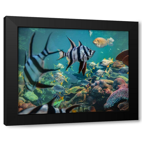 Old wives fish and fusiliers-Perth Aquarium-Australia Black Modern Wood Framed Art Print by Fitzharris, Tim