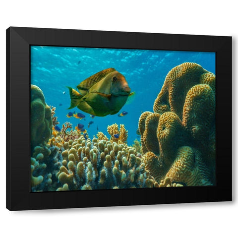 Tang fish and brain coral-Bohol Philippines Black Modern Wood Framed Art Print with Double Matting by Fitzharris, Tim
