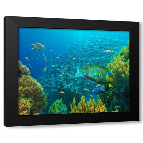 Jackfish-moon wrasse-parrot fish-Balicasag Island-Philippines Black Modern Wood Framed Art Print by Fitzharris, Tim