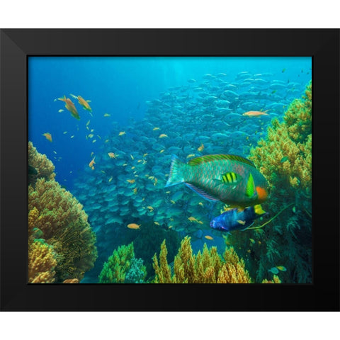 Jackfish-moon wrasse-parrot fish-Balicasag Island-Philippines Black Modern Wood Framed Art Print by Fitzharris, Tim