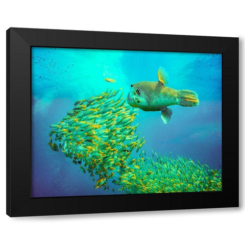 Puffer fish and yellow snapper-Miniloc Island-Palawan-Philippines Black Modern Wood Framed Art Print with Double Matting by Fitzharris, Tim