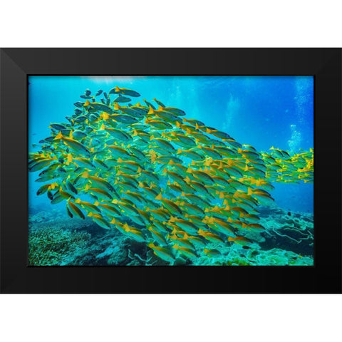 Yellow snapper school-Miniloc Island-Palawan-Philippines Black Modern Wood Framed Art Print by Fitzharris, Tim