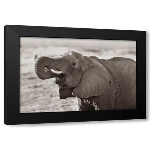 African elephant drinking-Zimbabwe Sepia Black Modern Wood Framed Art Print with Double Matting by Fitzharris, Tim