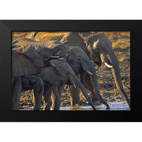 African elephants at a waterhole-Zimbabwe Black Modern Wood Framed Art Print by Fitzharris, Tim