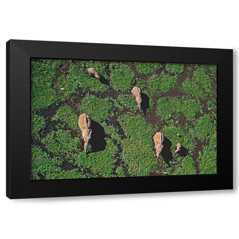 African elephants in marsh-Amboseli National Park-Kenya Black Modern Wood Framed Art Print with Double Matting by Fitzharris, Tim