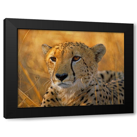 Cheetah Black Modern Wood Framed Art Print by Fitzharris, Tim