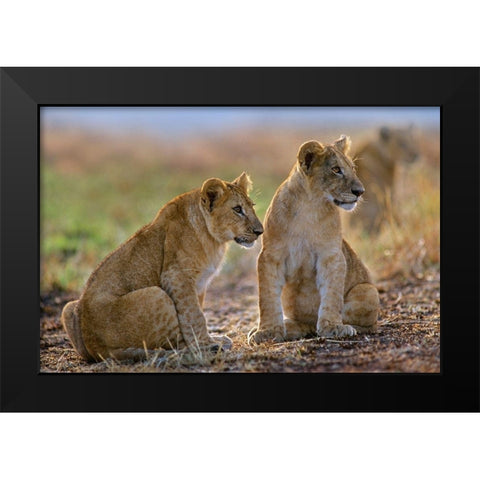 African Lion cubs Black Modern Wood Framed Art Print by Fitzharris, Tim