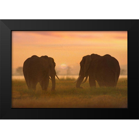 African Elephants at sunrise-Amboseli National Reserve-Kenya Black Modern Wood Framed Art Print by Fitzharris, Tim