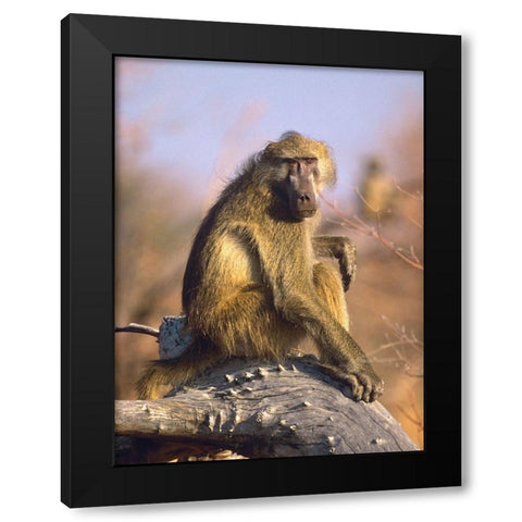 Olive baboon-Kenya Black Modern Wood Framed Art Print with Double Matting by Fitzharris, Tim