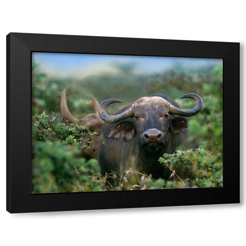 African buffalo Black Modern Wood Framed Art Print with Double Matting by Fitzharris, Tim