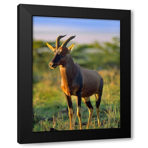 Kongoni-Kenya Black Modern Wood Framed Art Print with Double Matting by Fitzharris, Tim