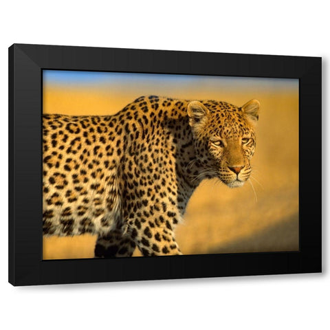 Leopard-Kenya Black Modern Wood Framed Art Print by Fitzharris, Tim