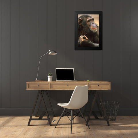 Primates Black Modern Wood Framed Art Print by Fitzharris, Tim