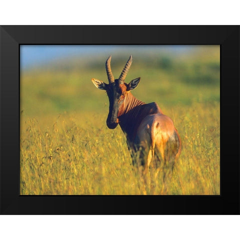 Topi Black Modern Wood Framed Art Print by Fitzharris, Tim