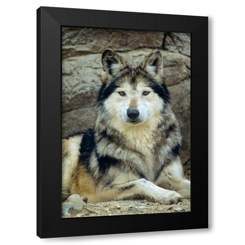 Mexican gray wolf Black Modern Wood Framed Art Print with Double Matting by Fitzharris, Tim