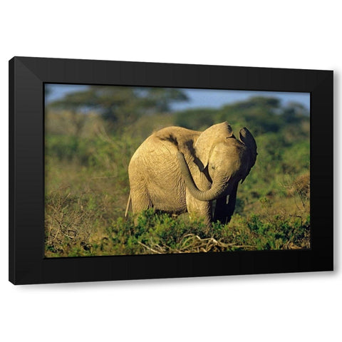 African elephant young dust bathing-Masai Mara Reserve-Kenya Black Modern Wood Framed Art Print with Double Matting by Fitzharris, Tim