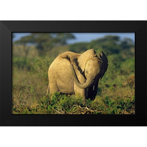 African elephant young dust bathing-Masai Mara Reserve-Kenya Black Modern Wood Framed Art Print by Fitzharris, Tim