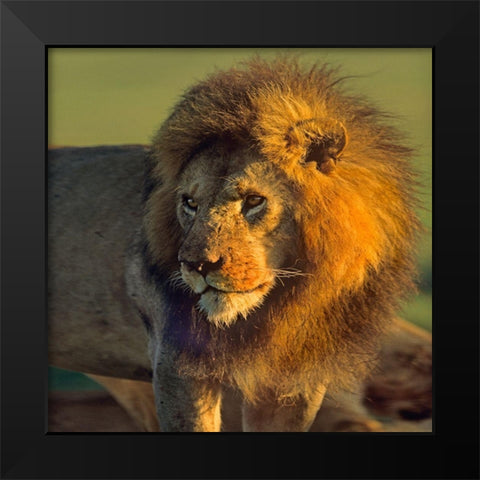 African Lion Black Modern Wood Framed Art Print by Fitzharris, Tim