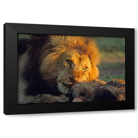 African Lion feeding Black Modern Wood Framed Art Print with Double Matting by Fitzharris, Tim