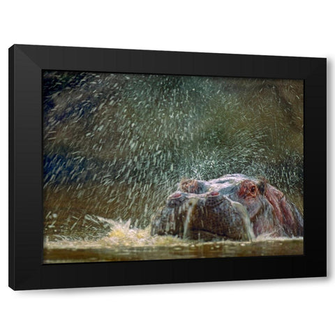 Hippo spluttering Mara River-Kenya Black Modern Wood Framed Art Print by Fitzharris, Tim